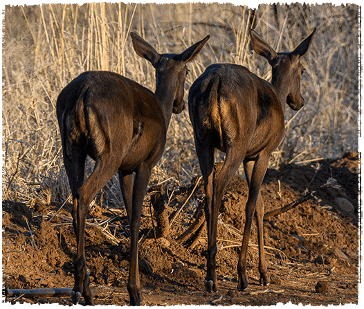 Two black impalas walking together with their backs to the camera