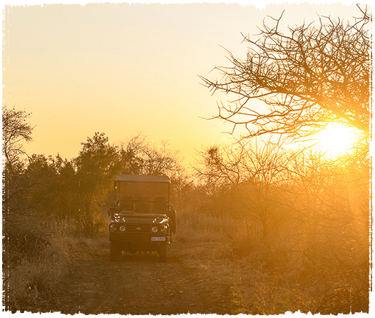 Game vehicle in the bush with sunset in background