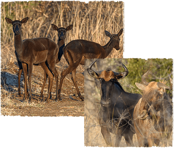 Collage showing different buck and wildebeest
