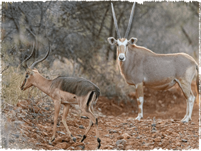 Two buck in the bush, one looking at the camera