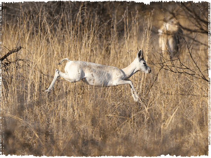 Two buck in the bush, one looking at the camera