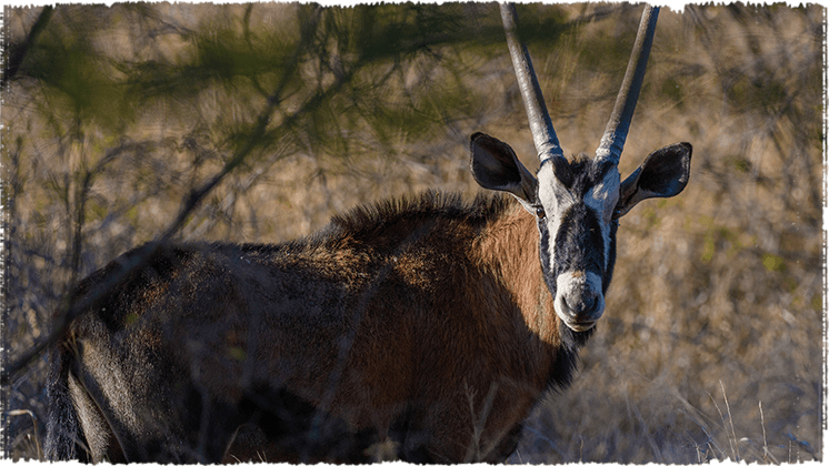 Red Gemsbok