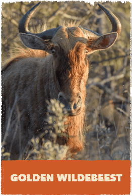 Golden Wildebeest