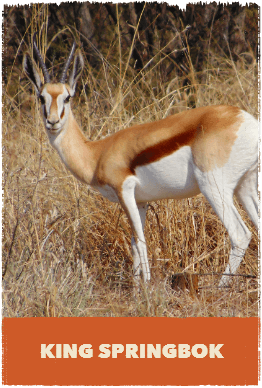 King Springbok