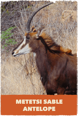 Metetsi Sable Antelope