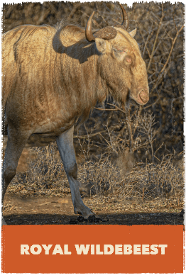 Royal Wildebeest