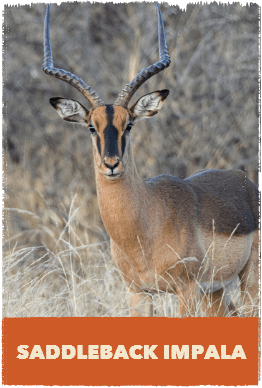 Saddleback Impala