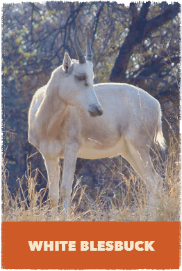 White Blesbuck