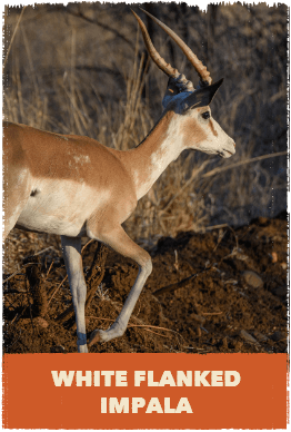 White Flanked Impala