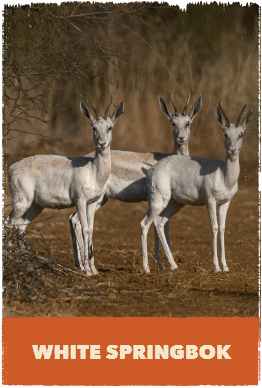 White Springbok