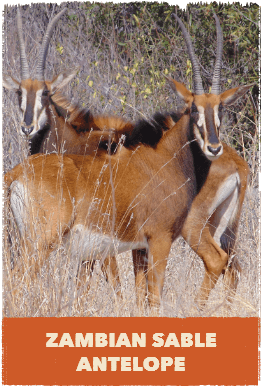 White Springbok