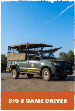 Olive green game drive vehicle